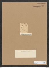 Diatomeae indet. Zeichnungen Sammlung Grunow Nr. 4876 (NHMW-BOT-W0373062)